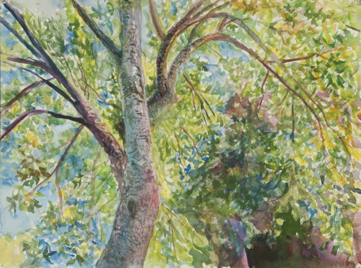 Apple Tree